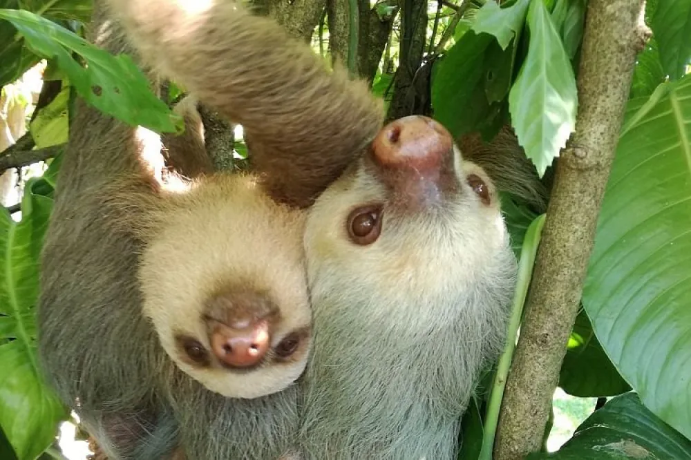 Sloth on a sloth-watching tour
